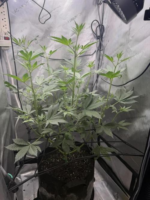 Indoor Spring 2026. Week 5