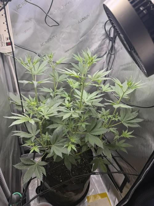 Purple Lemonade Auto. Week 5