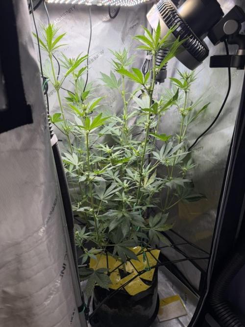 Indoor Spring 2026. Week 6