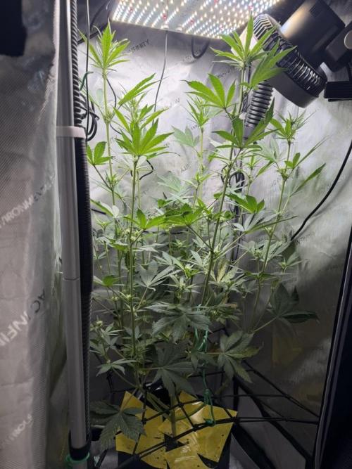Purple Lemonade Auto. Week 6
