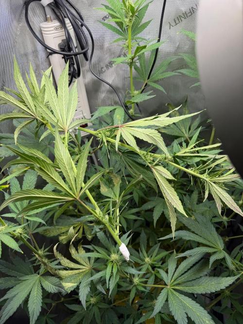 Purple Lemonade Auto. Week 6