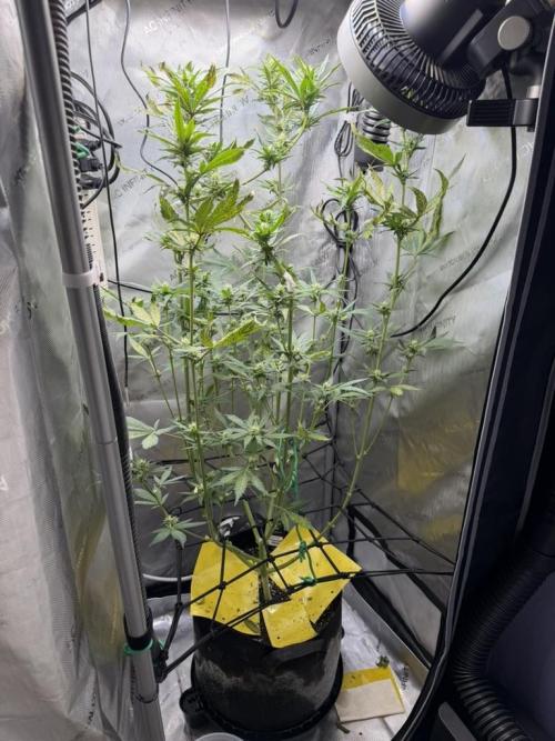 Indoor Spring 2026. Week 7