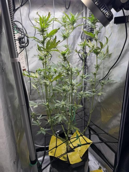 Indoor Spring 2026. Week 7