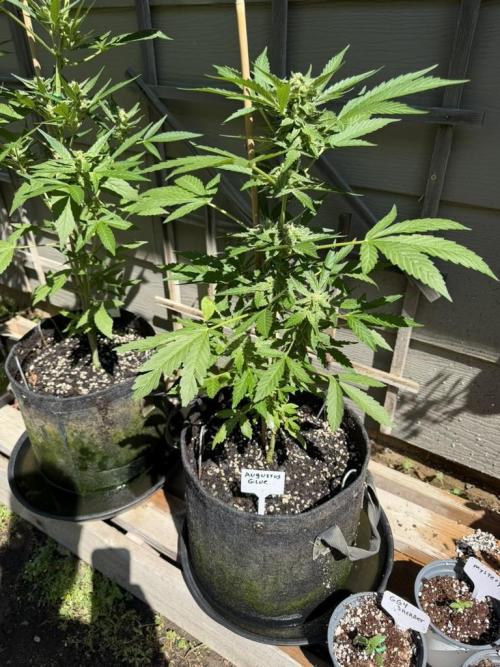 Outdoor Spring 2026. Week 7