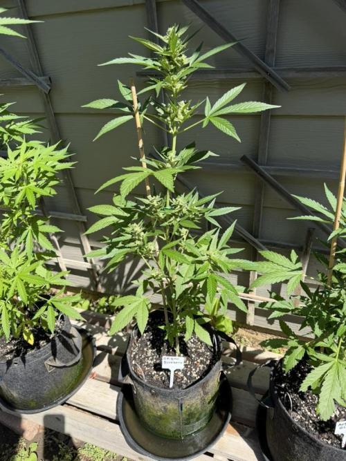 Outdoor Spring 2026. Week 7