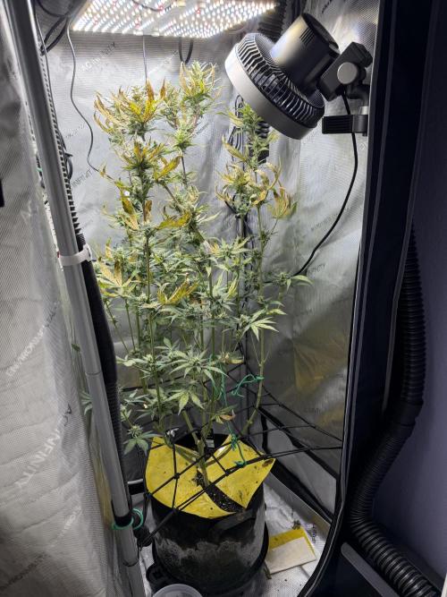 Purple Lemonade Auto. Week 8