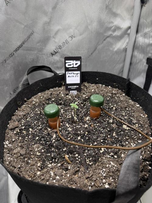 Frostbanger Auto. Week 0
