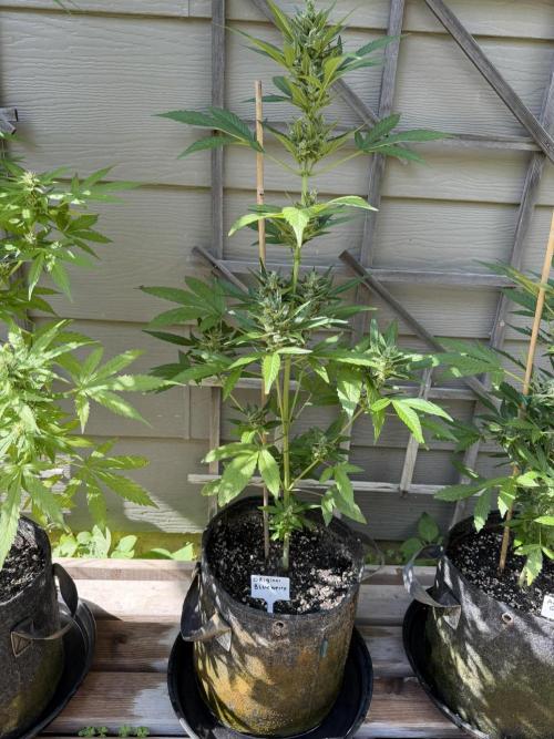 Outdoor Spring 2026. Week 8