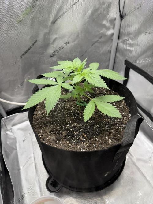 Summer 2026 Indoor. Week 2