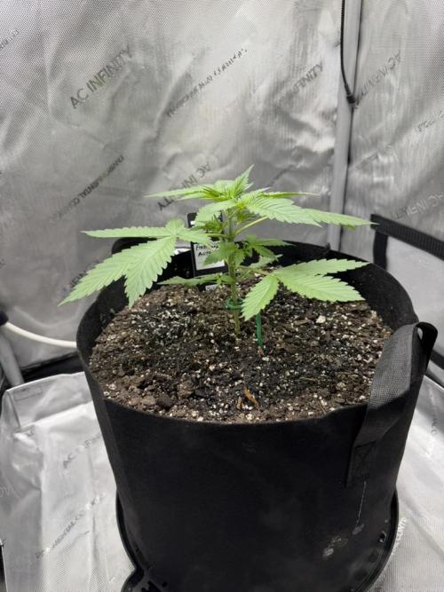 Frostbanger Auto. Week 2