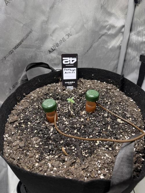 Frostbanger Auto. Week 1