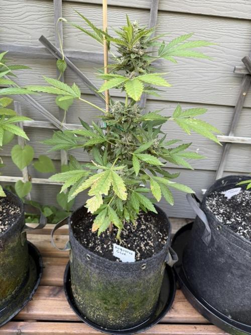Outdoor Spring 2026. Week 10