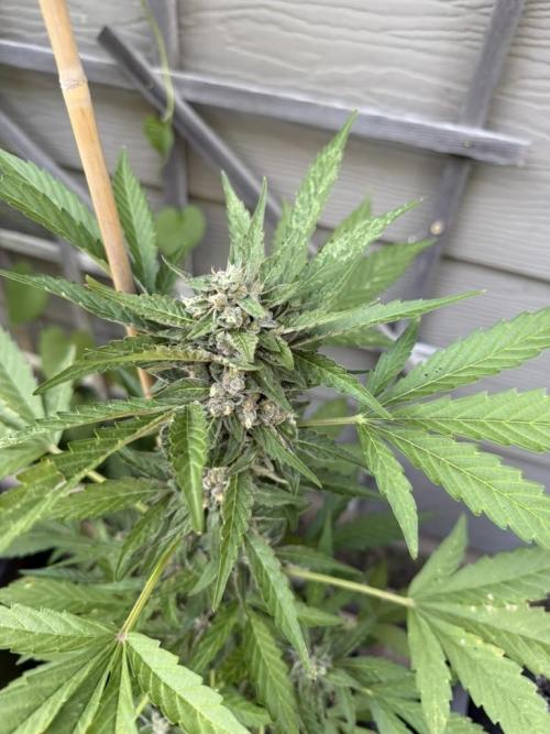 Outdoor Spring 2026. Week 10