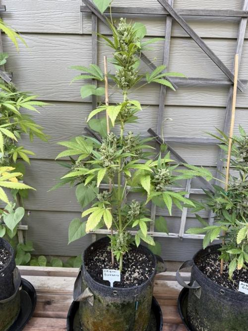 Outdoor Spring 2026. Week 10