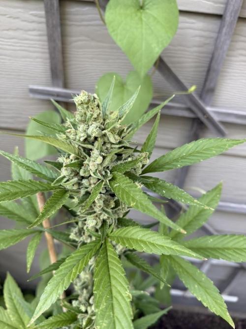 Outdoor Spring 2026. Week 10