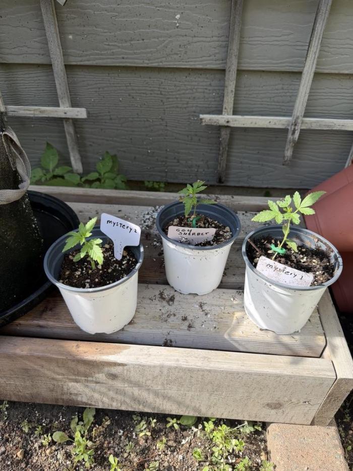 Summer 2026 2nd Outdoor. Week 3