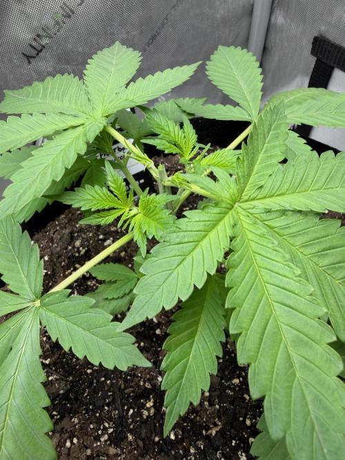 Frostbanger Auto. Week 2