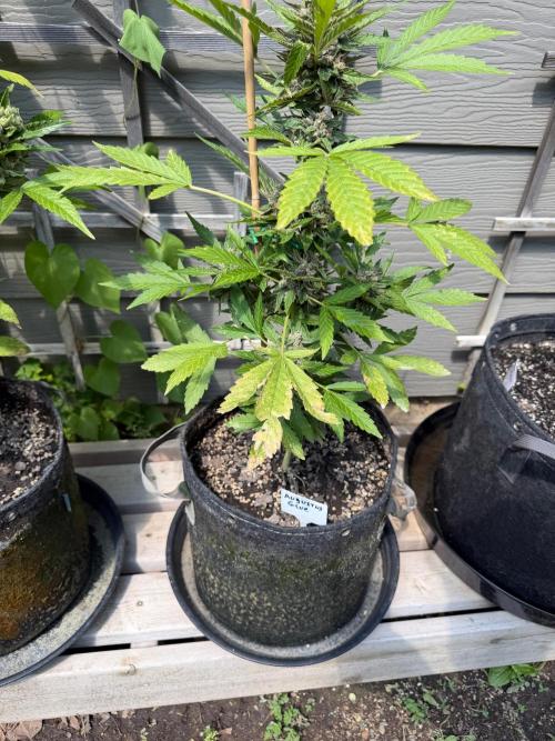 Outdoor Spring 2026. Week 11