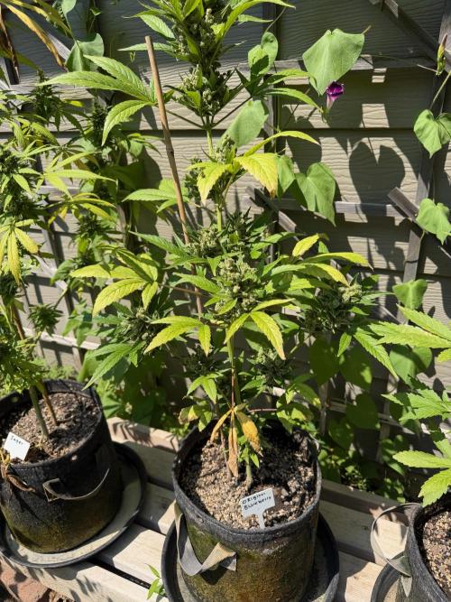 Outdoor Spring 2026. Week 11