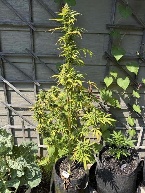 Outdoor Spring 2026. Week 11