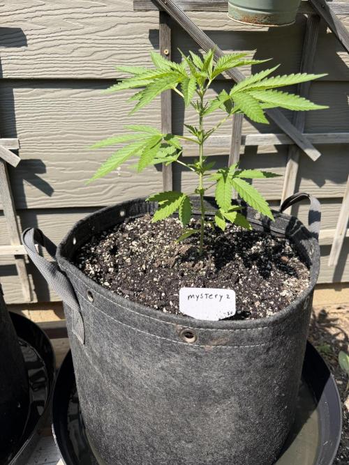 Summer 2026 2nd Outdoor. Week 5