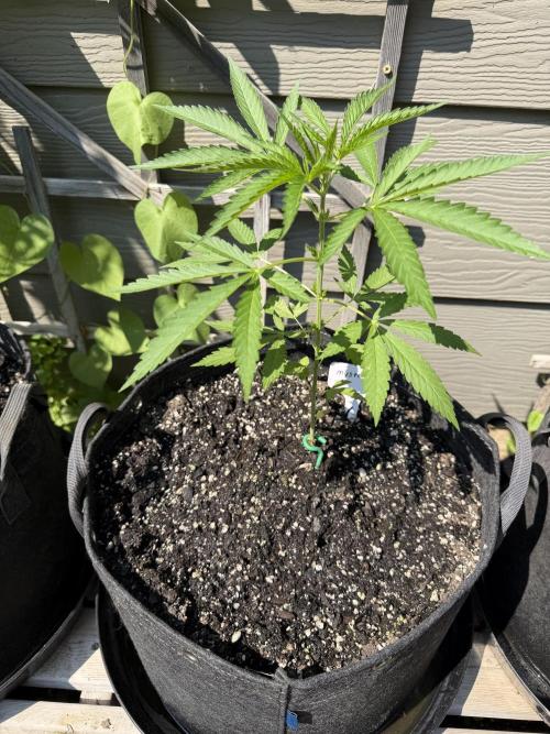 Summer 2026 2nd Outdoor. Week 5