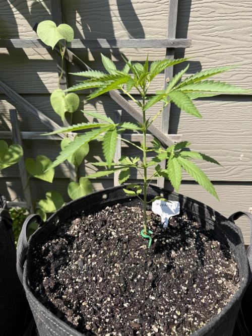 Summer 2026 2nd Outdoor. Week 5
