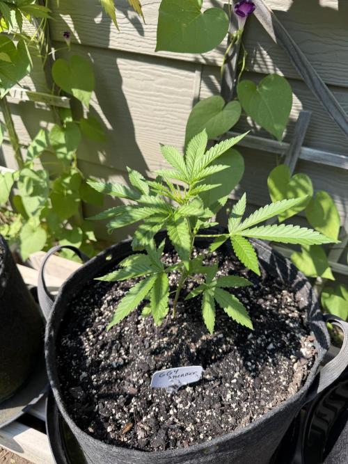 Summer 2026 2nd Outdoor. Week 5