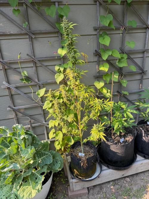 Outdoor Spring 2026. Week 12