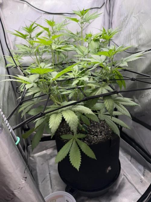Frostbanger Auto. Week 4