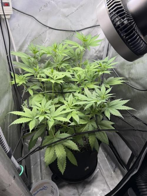 Summer 2026 Indoor. Week 4