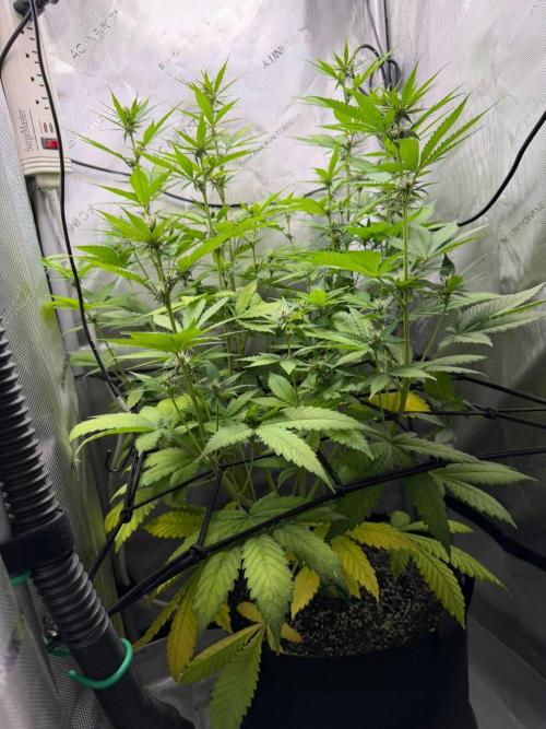 Summer 2026 Indoor. Week 5