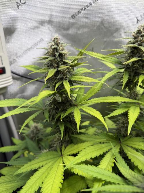 Frostbanger Auto. Week 7