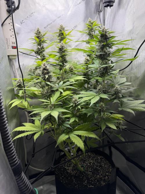 Summer 2026 Indoor. Week 7