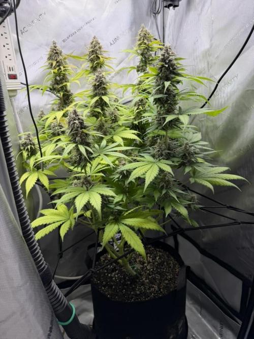 Summer 2026 Indoor. Week 9