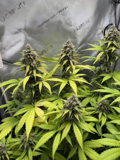 Frostbanger Auto. Week 9