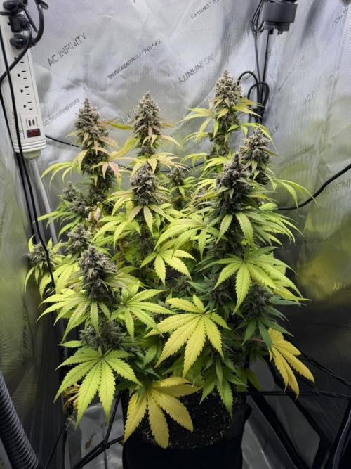Summer 2026 Indoor. Week 10
