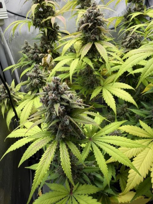 Frostbanger Auto. Week 10