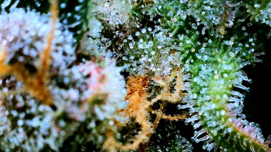 Frostbanger Auto. Week 10