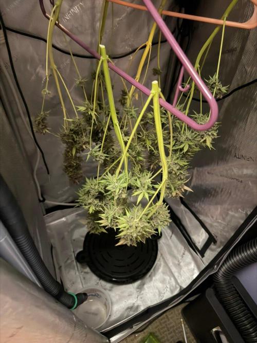 Summer 2026 Indoor. Week 11