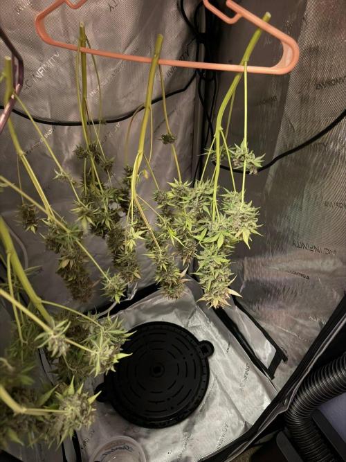 Frostbanger Auto. Week 11