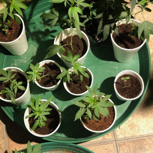 Animal Cookies, Seed Junky Kush Mints x Wedding Cake = LA