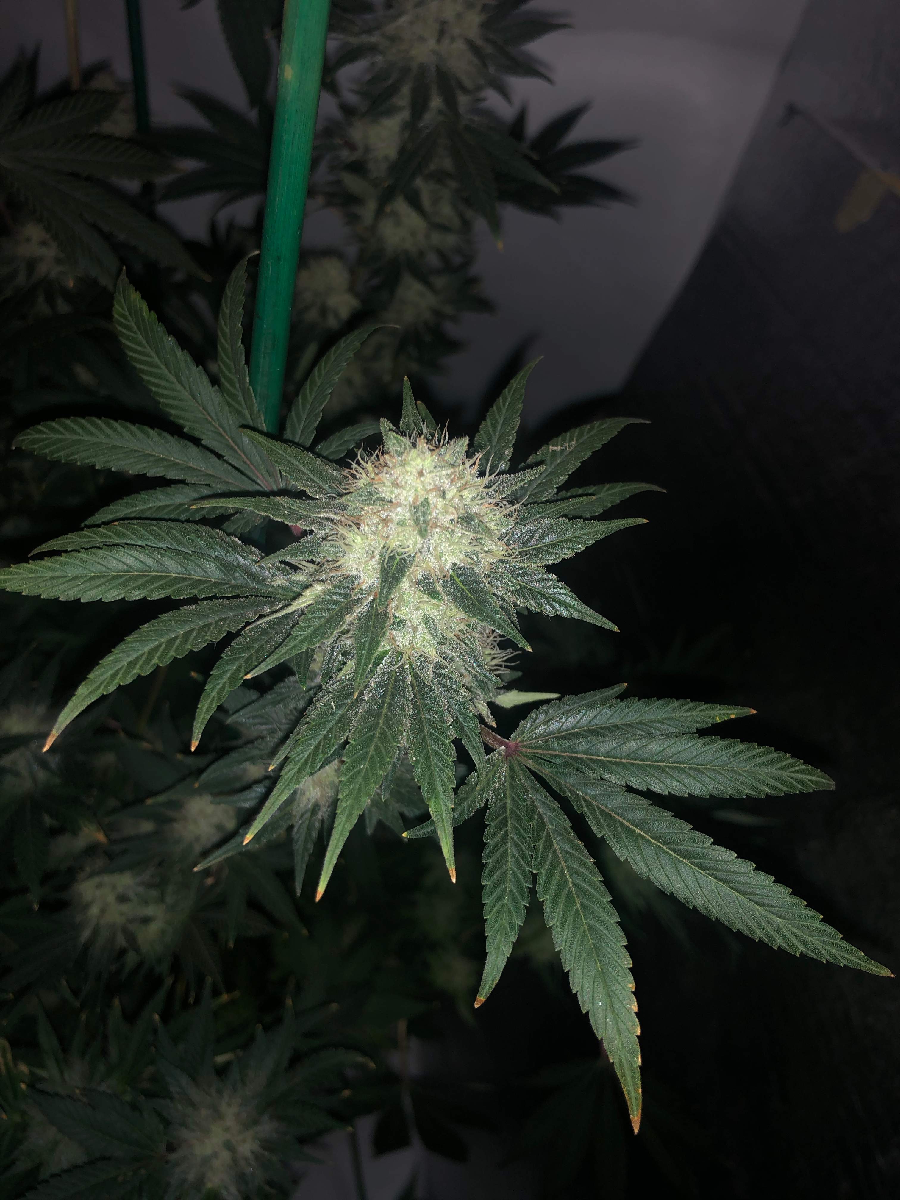 T.H.Seeds Strawberry Glue grow diary (journal) week6 by DefiantDeity