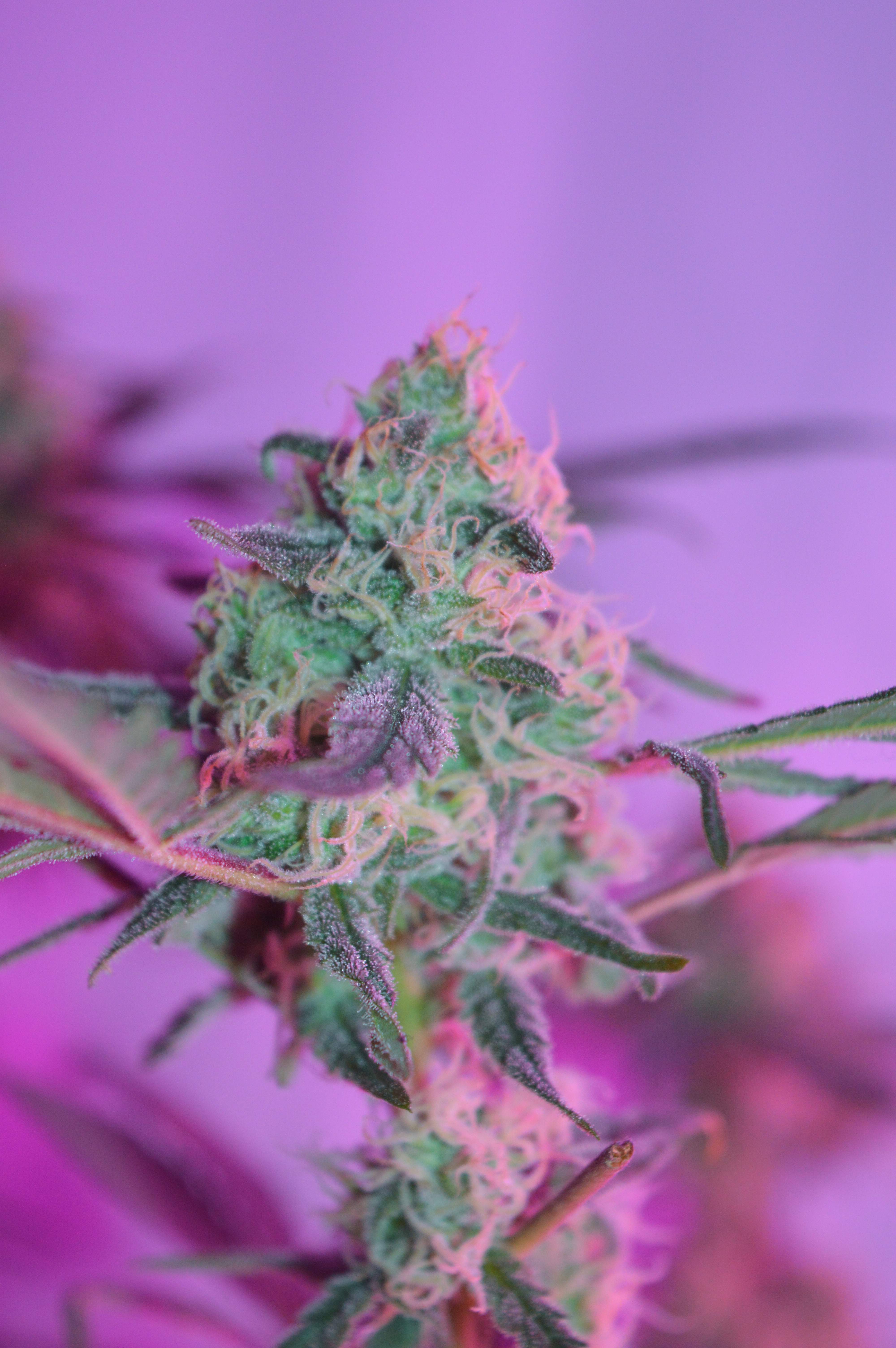 Philosopher Seeds Lemon OG Candy, Dinafem Critical + 2.0 grow diary