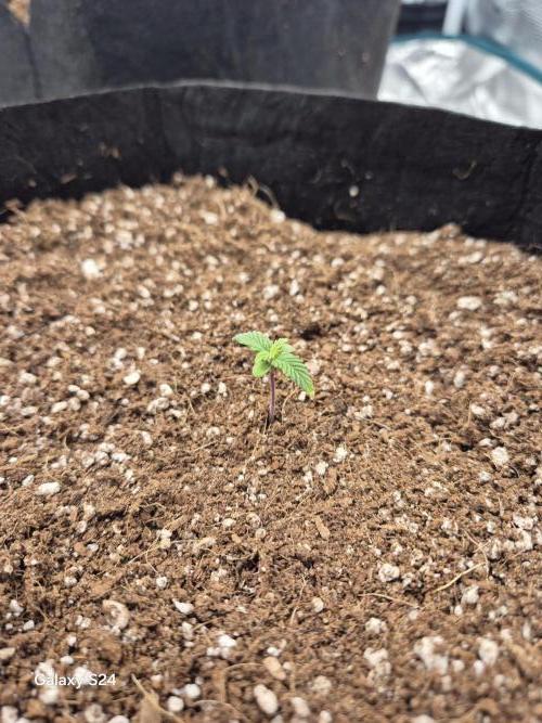 1st Indoor Grow. Week 2