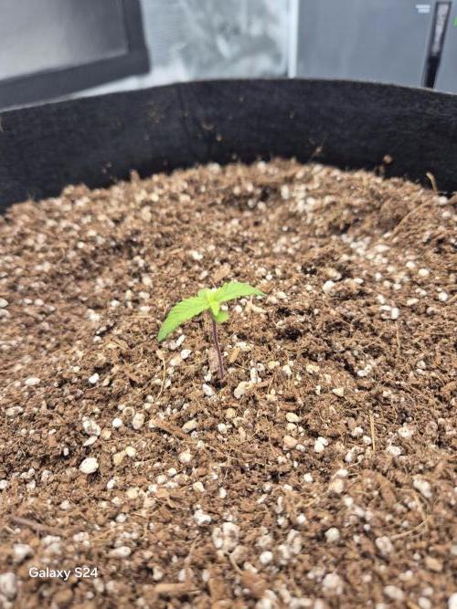 1st Indoor Grow. Week 2