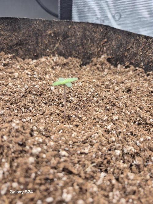 1st Indoor Grow. Week 2