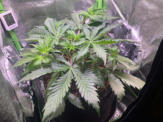 Chocolate Rainbow XXL. Week 5