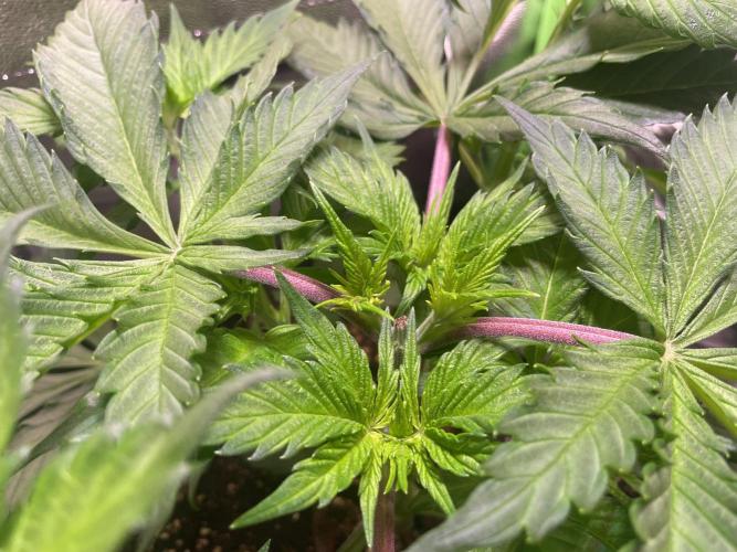 Chocolate Rainbow XXL. Week 5