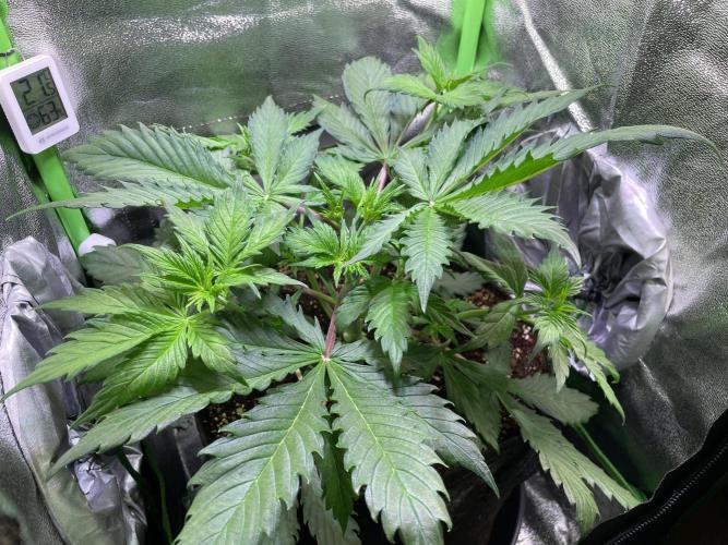 Chocolate Rainbow XXL. Week 5